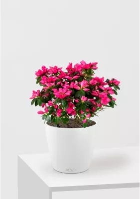 Азалия Фландрес розовая в CLASSICO COLOR 21, белый