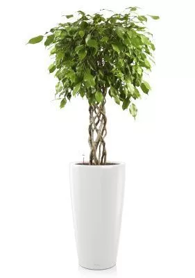 Фикус цилиндр RONDO 40/180 см, белый блестящий