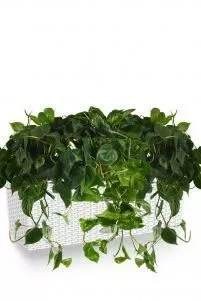 Филодендрон микс в Cottage 50