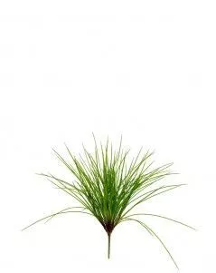 Трава Оньон куст средний