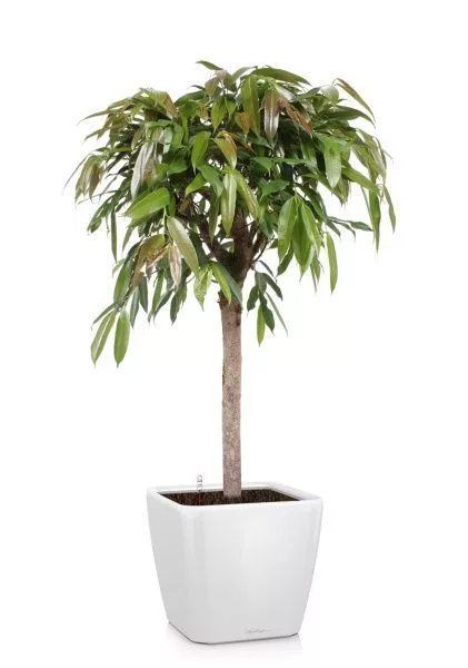 Фикус Амстел Кинг на штамбе 27/120 в QUADRO LS 35