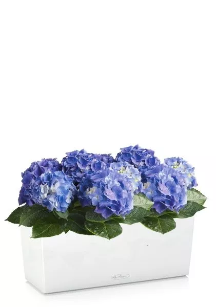 Гортензия Голубая в BALCONERA 50