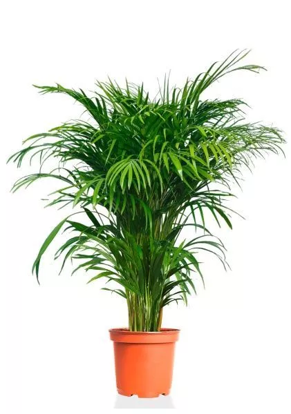 Хризалидокарпус Арека 24/160 см