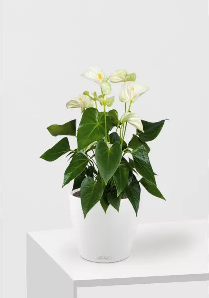 Антуриум Андрианум белый 17/60 см в CLASSICO COLOR 21