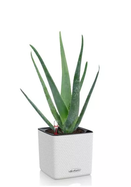 Алоэ Вера в CUBE 14