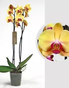 Орхидея Фаленопсис оранжевая 12/60 см