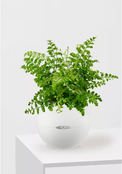 Папоротник Парвати 12/25 см в PURO 20