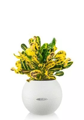 Кротон Еллоу в PURO 20, белый