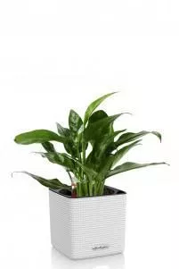 Аглаонема Мария в CUBE COLOR 14