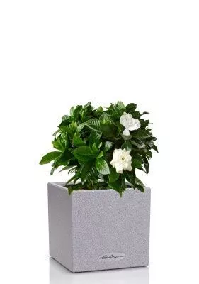 Гардения 12/30 см в CANTO STONE 14, серый камень