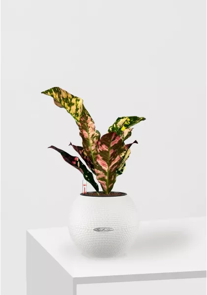 Кодиеум 8/20 см в PURO 20