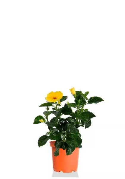 Гибискус микс 26/35 см