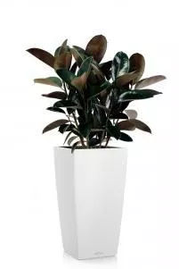 Фикус Эластика Абиджан в CUBICO 30