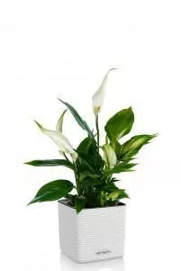 Спатифиллум в CUBE COLOR 14