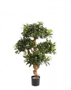 Питтоспорум горный