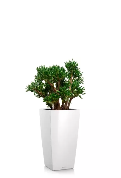 Крассула Хоббит 30/60 см в CUBICO 30