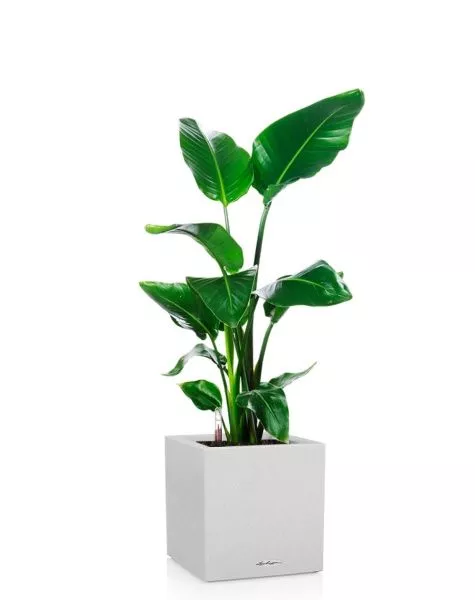 Стрелиция Николай 19/90 в CANTO Stone low 30