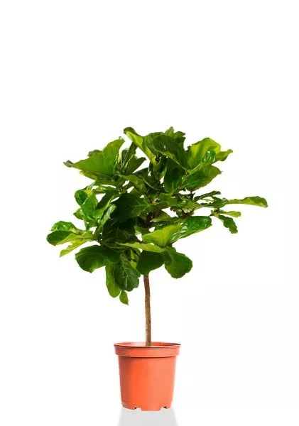 Фикус Лирата на стволе 24/120 см