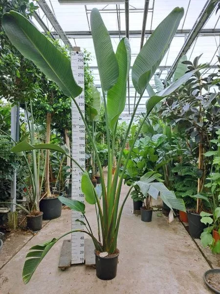 Стрелиция Николай 33/300 см