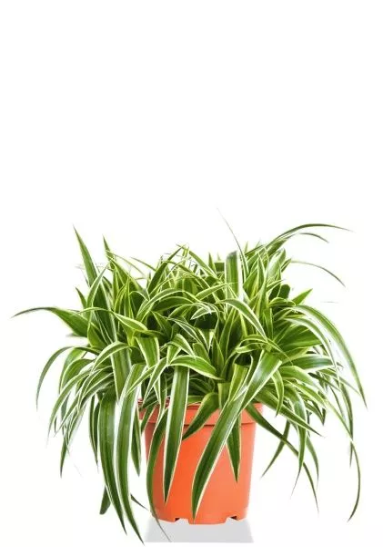 Хлорофитум Оушен 15/40 см