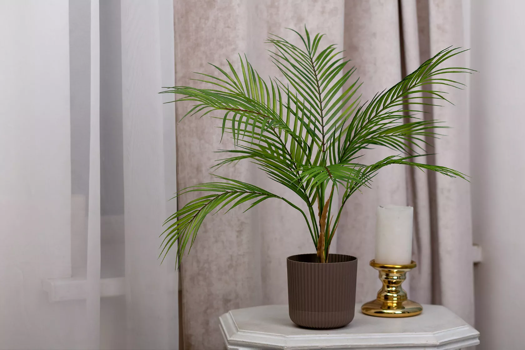 Хризалидокарпус Арека: пальма, которая наполняет воздух свежестью Хризалидокарпус Арека: пальма, которая наполняет воздух свежестью