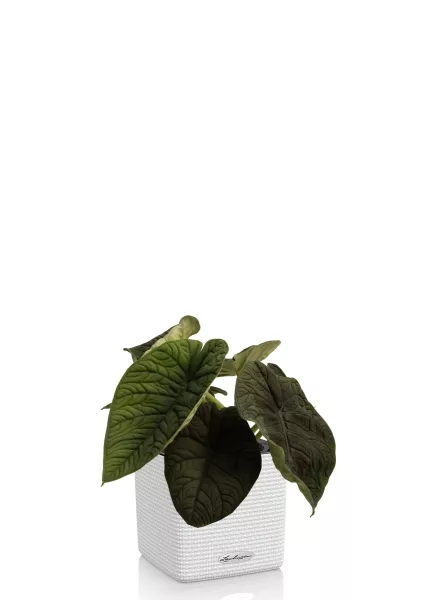 Алоказия Мело 14/20 см в CUBE COLOR 16