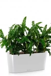 Калатея Руфибарба в DELTA 20