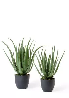 Алоэ куст в горшке