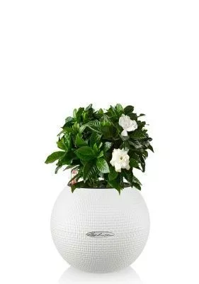 Гардения 12/30 см в PURO 20, белый