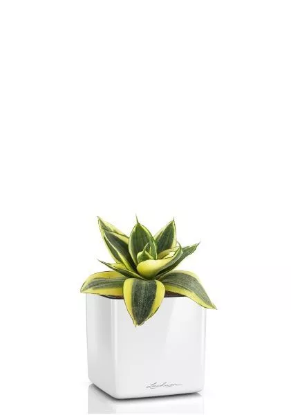 Сансевиерия Голден Ханни в CUBE GLOSSY 14