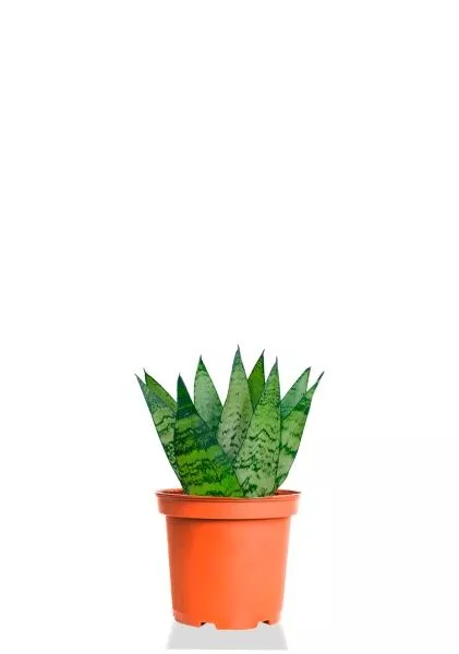 Сансевиерия Зейланика 9/30 см