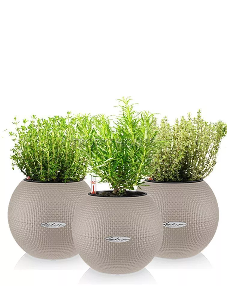 Набор кухонных трав