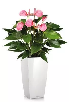 Антуриум Андрианум розовый 17/60 см в CUBICO 22, белый блестящий