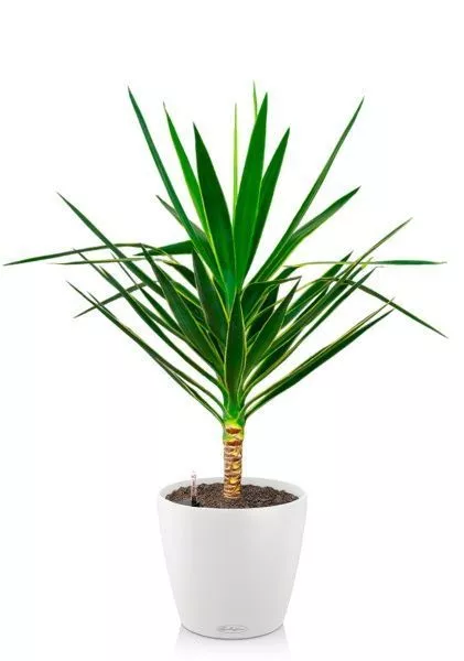 Юкка Пак в CLASSICO COLOR 35