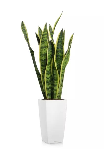 Сансевиерия Лауренти 17/60 см в CUBICO Color 22