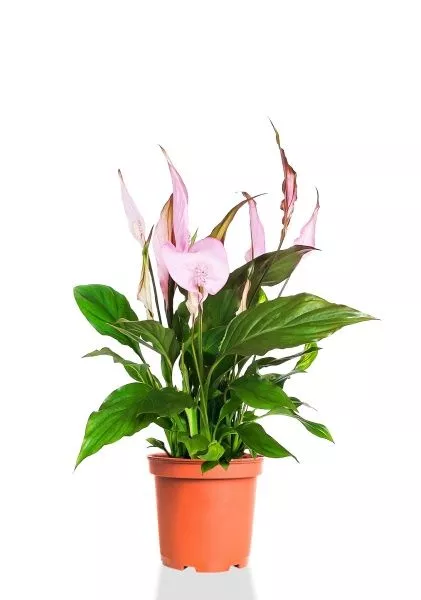 Спатифиллум розовый 13/40 см