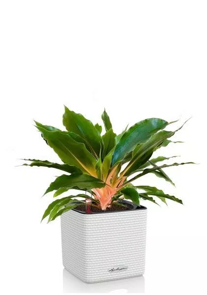 Хлорофитум Фаер Флеш в CUBE COLOR 14