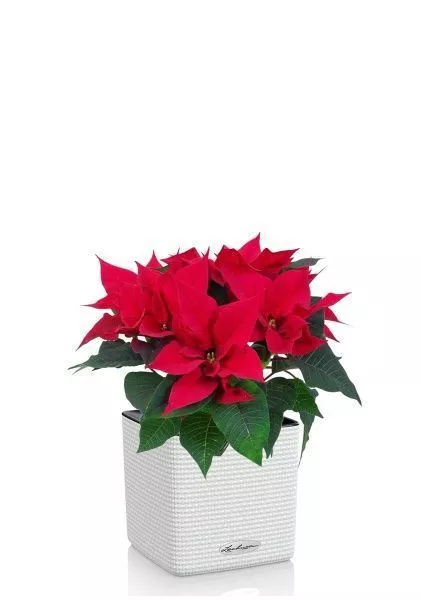 Пуансеттия 12/40 см в CUBE COLOR 14