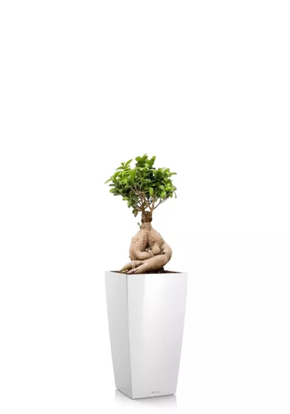 Фикус Микрокарпа Гинсенг 17/35 см в CUBICO 22