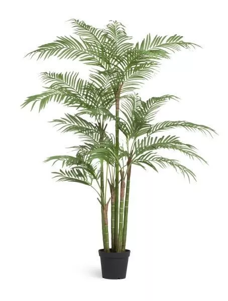 Пальма Бамбуковая 215 см