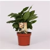 Кофе Арабика d9 см h20 см