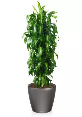 Драцена Гавайская 27/190 см в CLASSICO LS 43, антрацитовый металлик