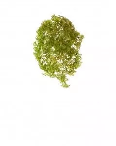 Ватер-грасс (Рясковый мох) куст светло-зелёный