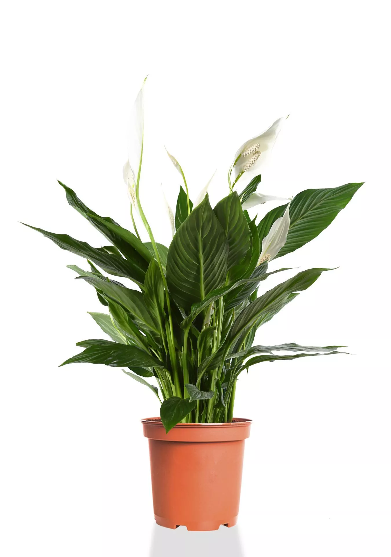 Спатифиллум 17/70 см