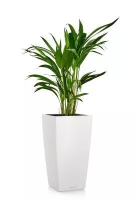 Хризалидокарпус в CUBICO COLOR 22, белый