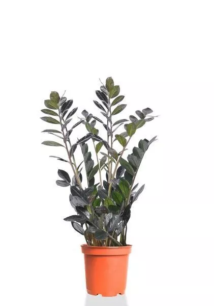 Замиокулькас Равен 21/80 см