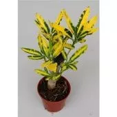 Кротон Кодиеум Санни Стар d5.5 см h15 см