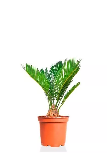 Цикас Революта 9/30 см