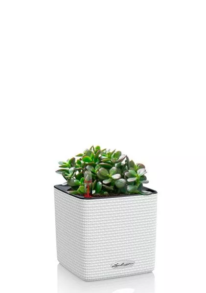 Крассула Овата Минор 12/20 см в CUBE COLOR 14