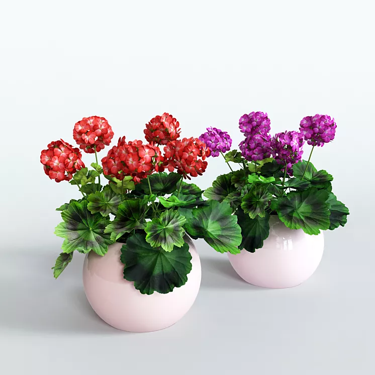 Какой горшок нужен для герани? Какой горшок нужен для герани?